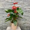 Bel Anthurium Rouge