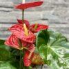 Bel Anthurium Rouge – Image 3