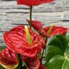 Bel Anthurium Rouge – Image 2