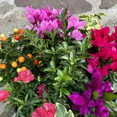 belle-coupe-de-plante-de-saison (1)