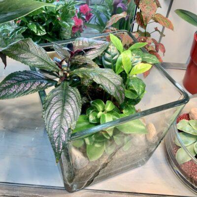 composition-de-plantes-vertes-en-verrerie (1)