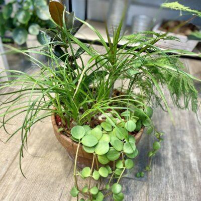composition-plantes-vertes-et-succulentes (1)