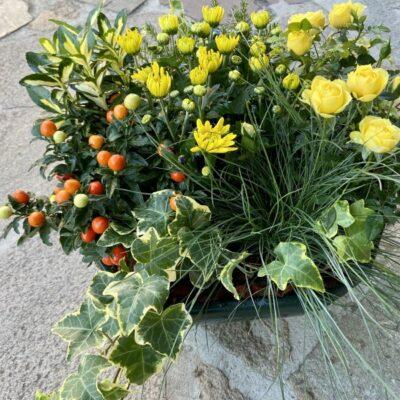 coupe-de-plante (1)