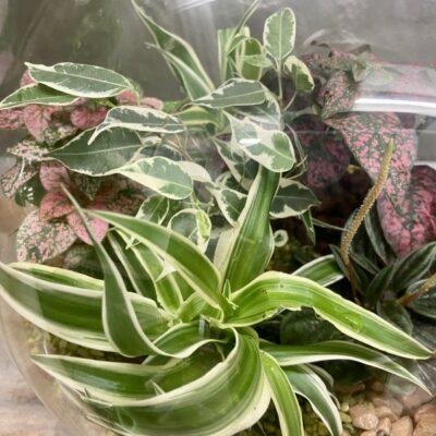 grand-terrarium (1)