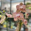 Phalaenopsis Tigrée
