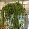 Ripsalis Suspension – Image 2