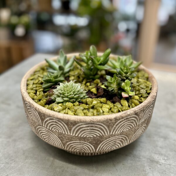 Joli ensemble de succulentes