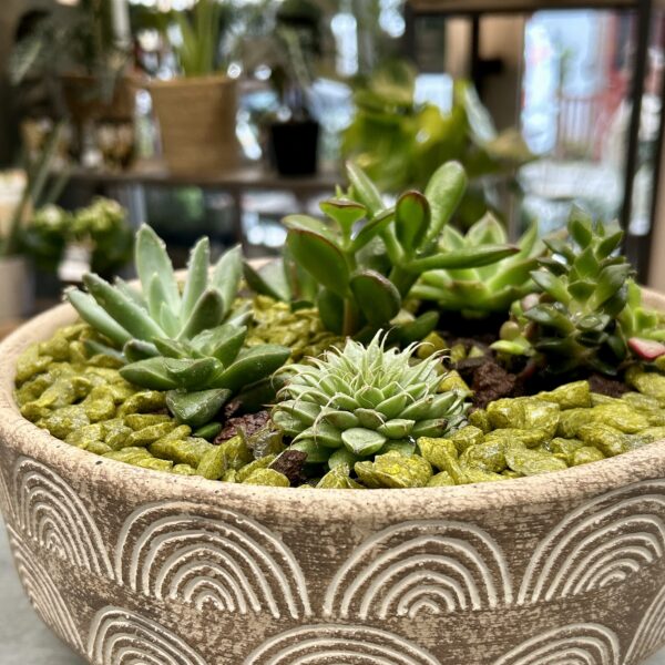 Joli ensemble de succulentes – Image 2